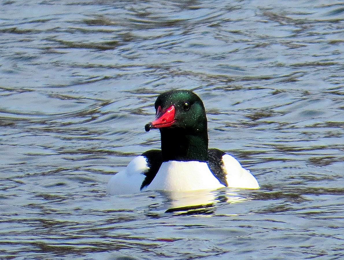 Common Merganser - ML61750911