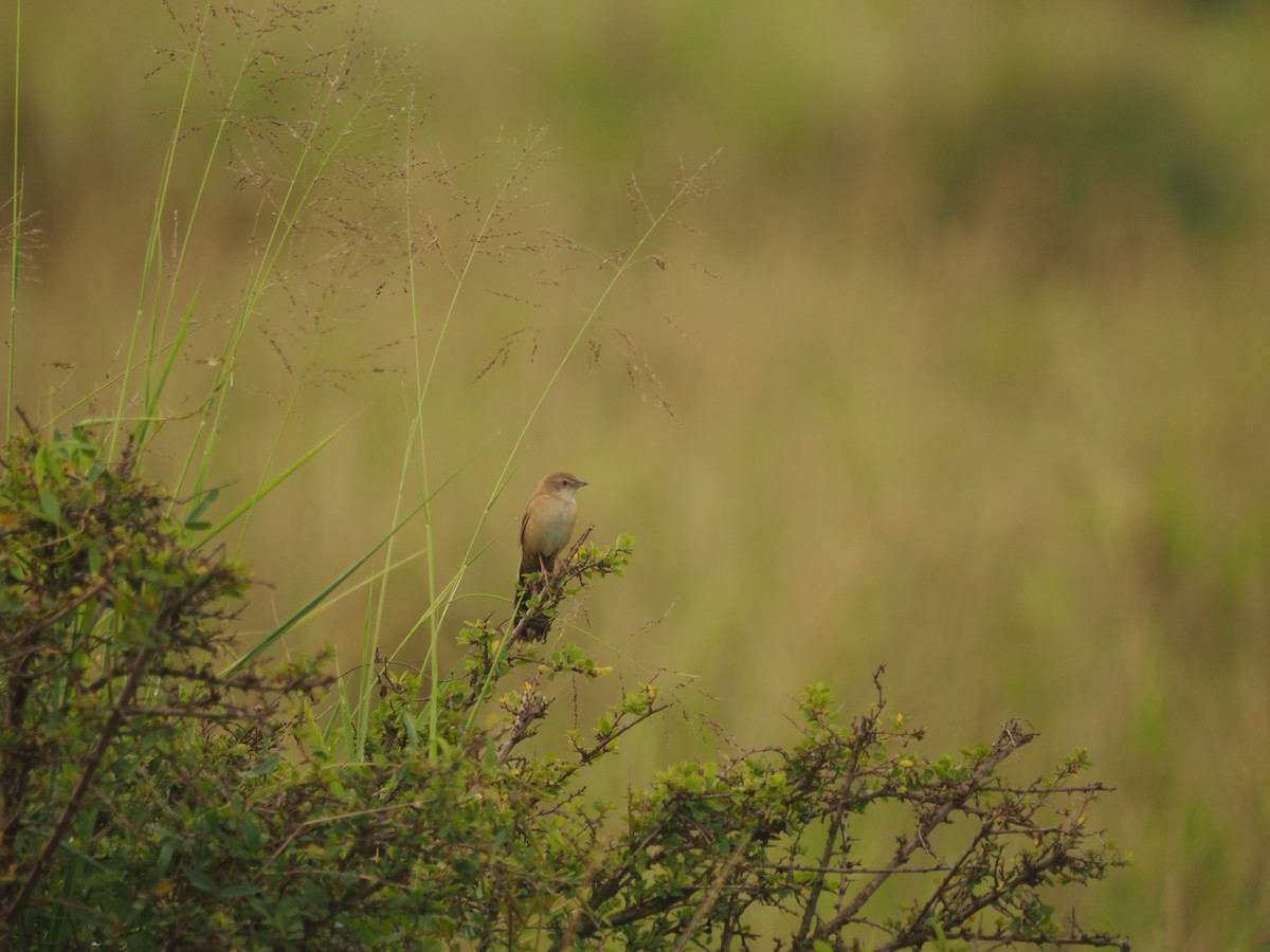 Fan-tailed Grassbird - ML617509112