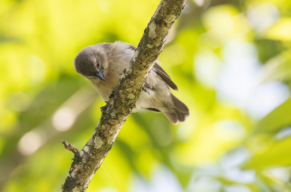 Small Tree-Finch - ML617509131