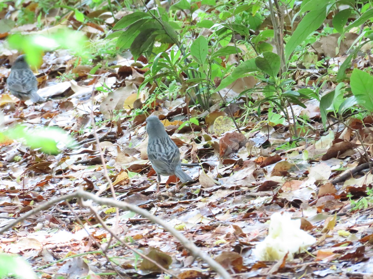 Gray Bunting - Ben Ward