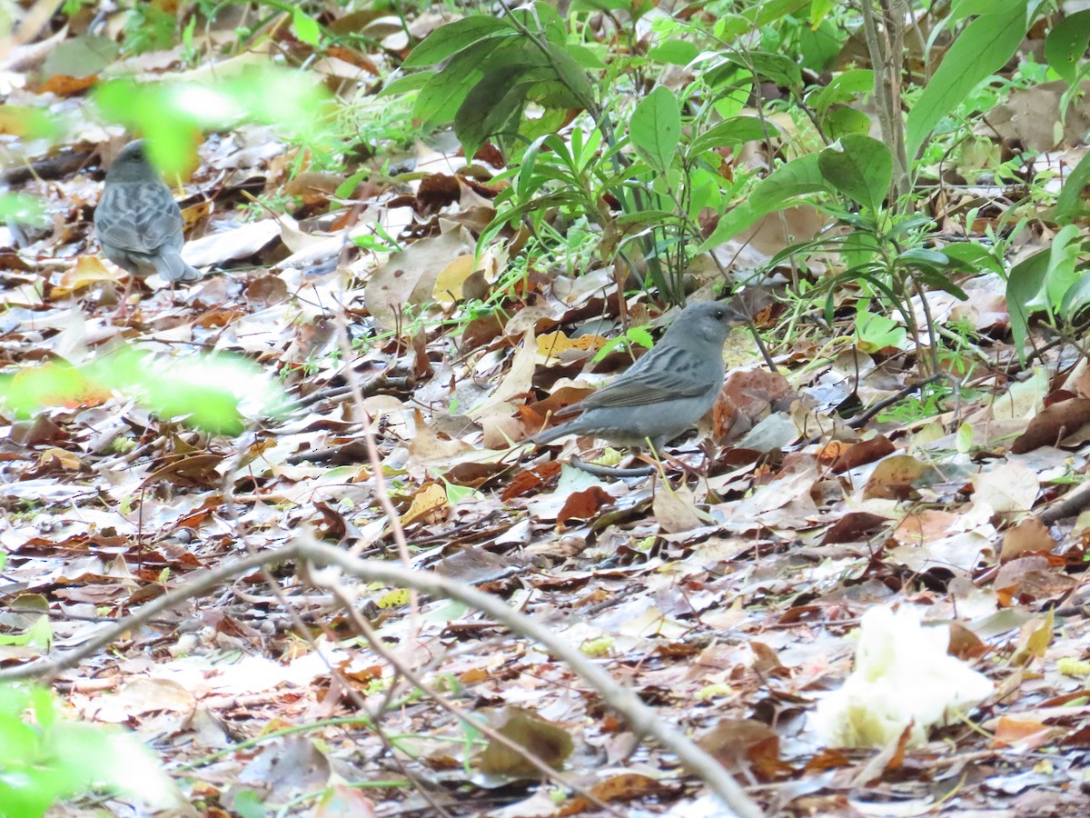 Gray Bunting - ML617509136