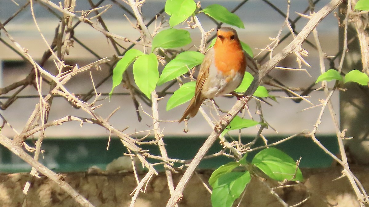 European Robin - ML617509157