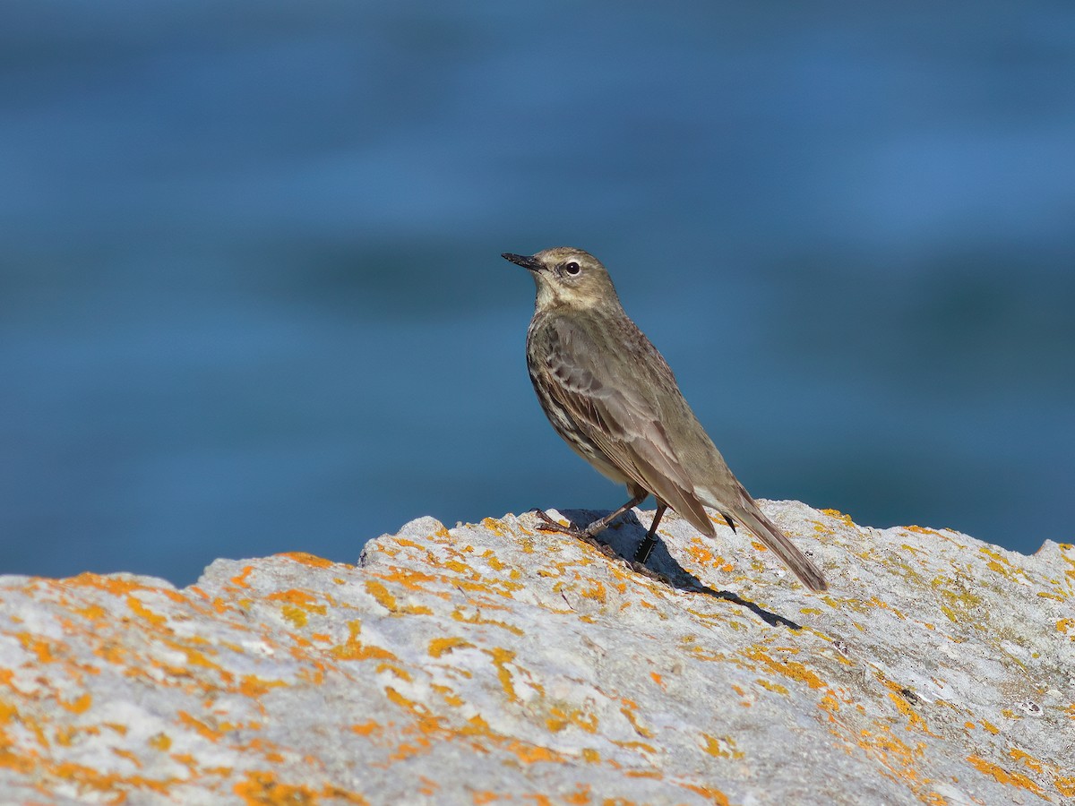 Rock Pipit - ML617509158