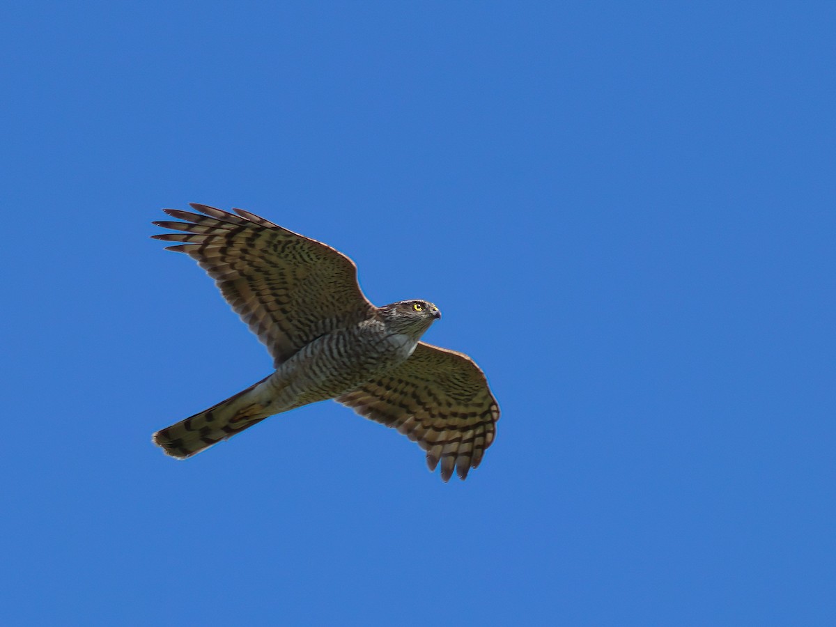 Eurasian Sparrowhawk - ML617509159