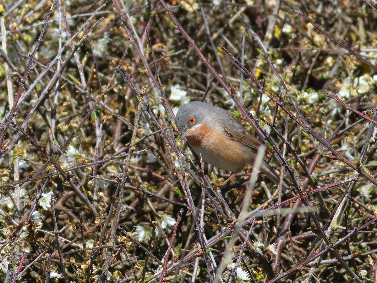 Western Subalpine Warbler - ML617509169