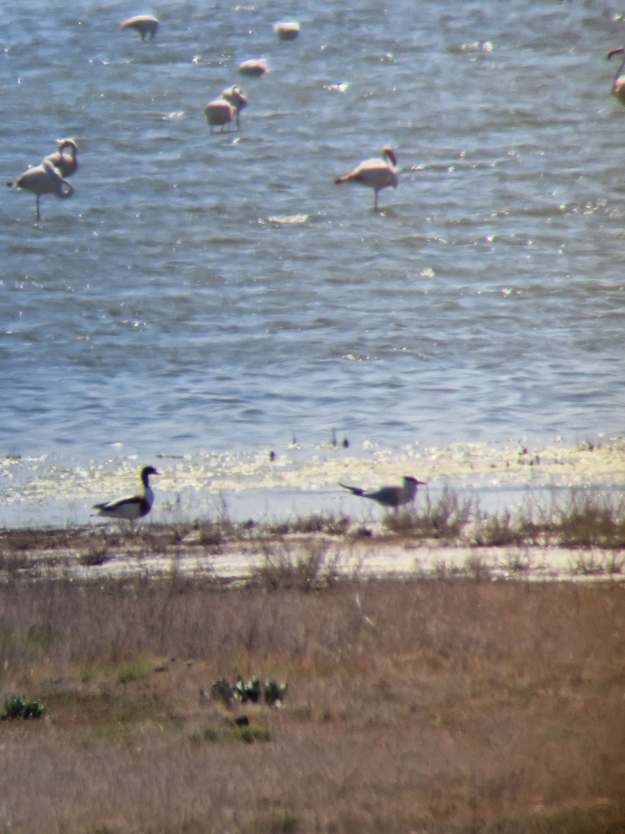 Caspian Tern - ML617509180