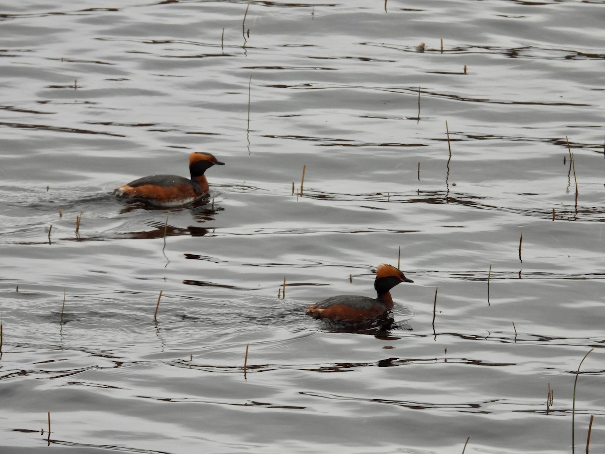 Horned Grebe - ML617509199