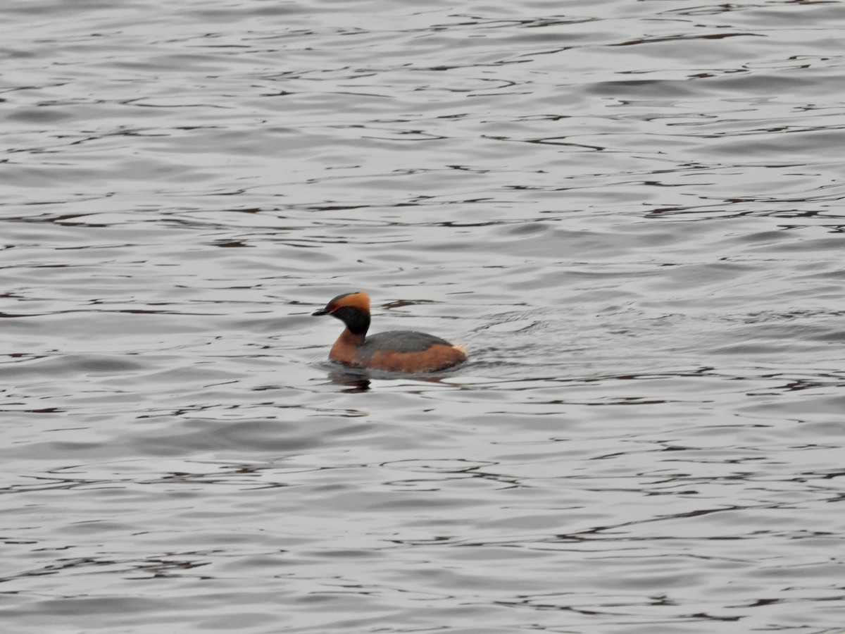 Horned Grebe - ML617509200