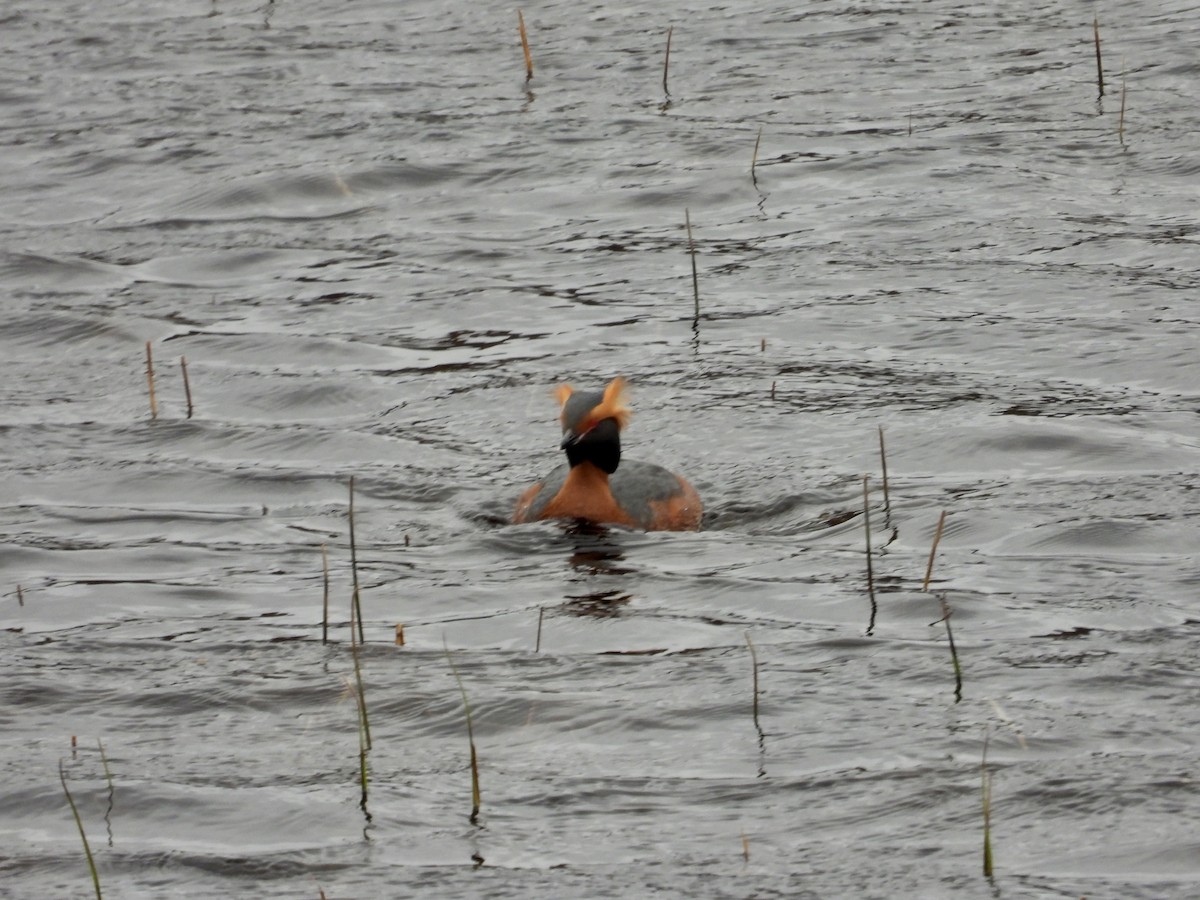 Horned Grebe - ML617509201