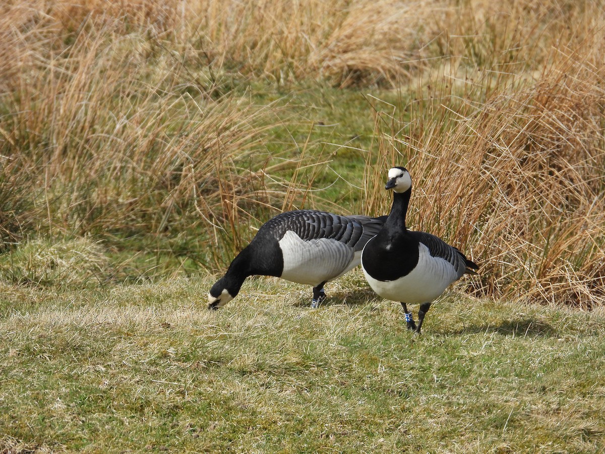 Barnacle Goose - ML617509207