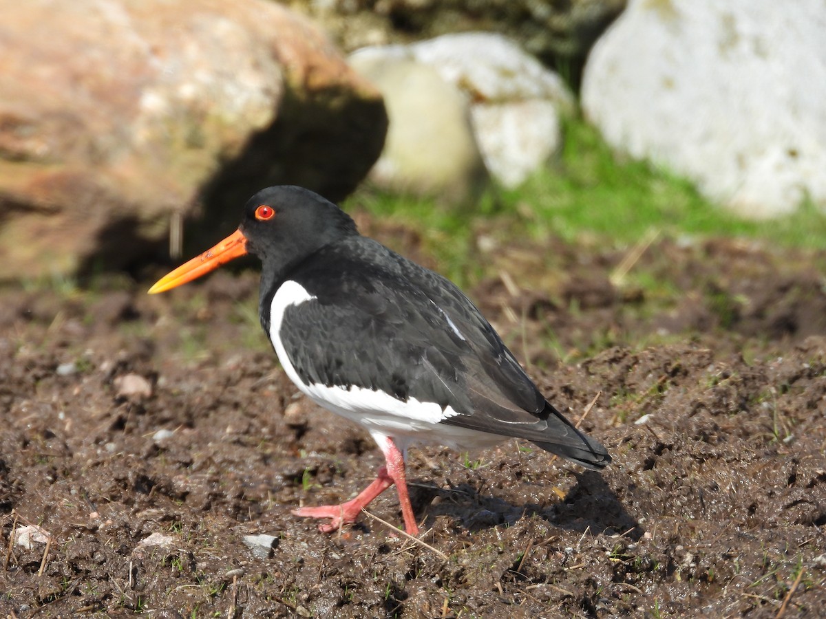 Eurasian Oystercatcher - ML617509208