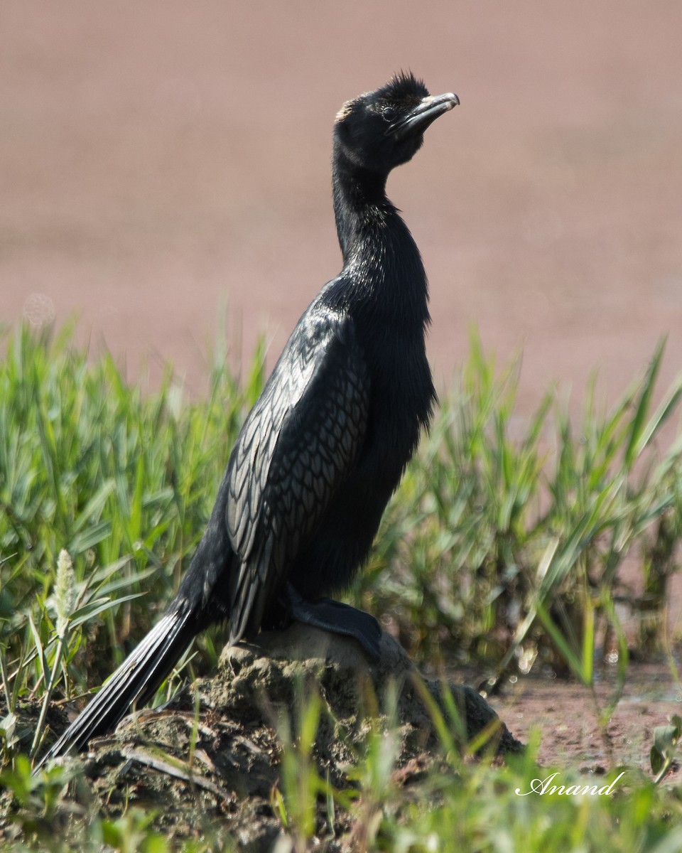 Little Cormorant - ML617509213