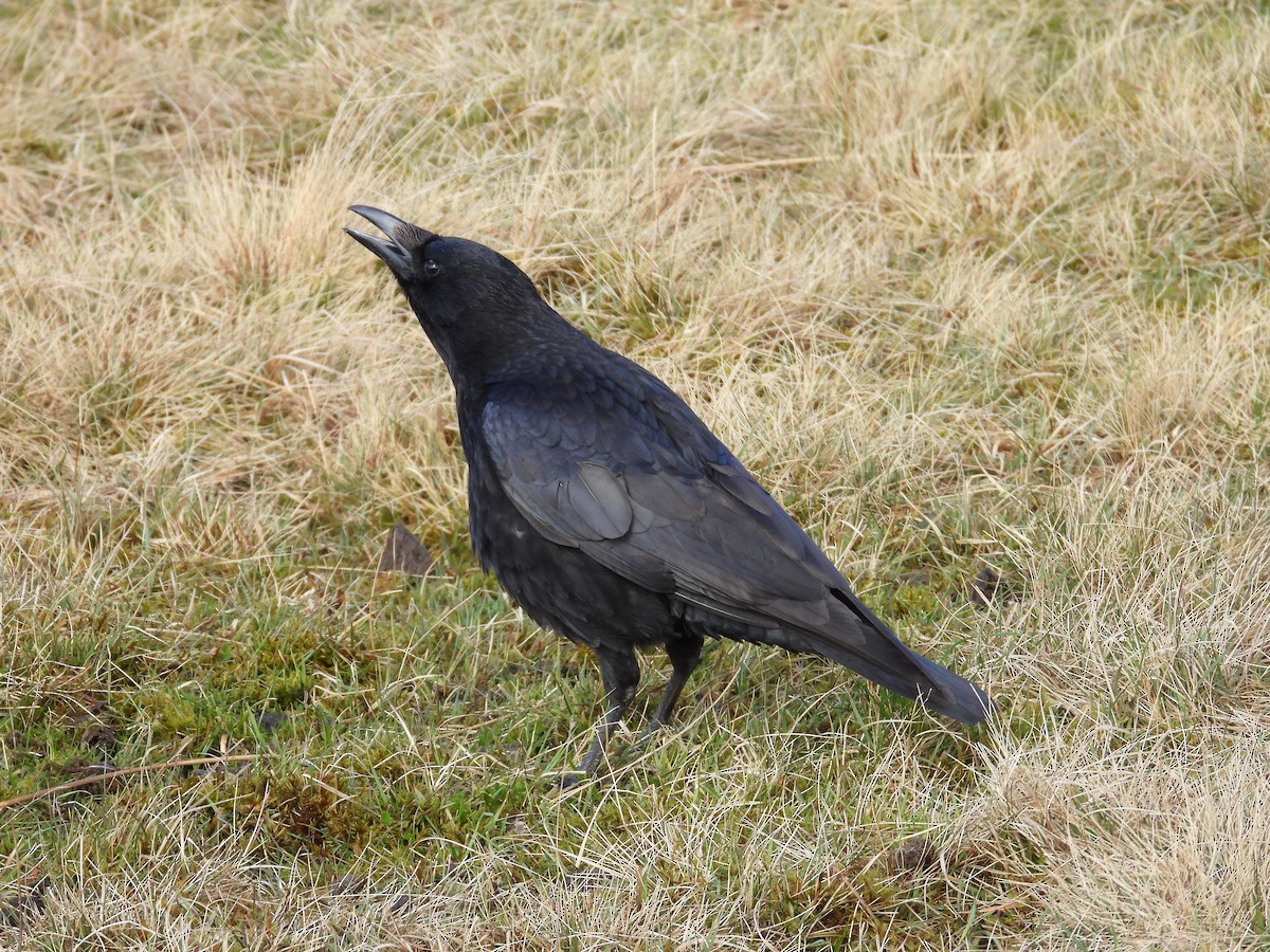 Carrion Crow - ML617509214