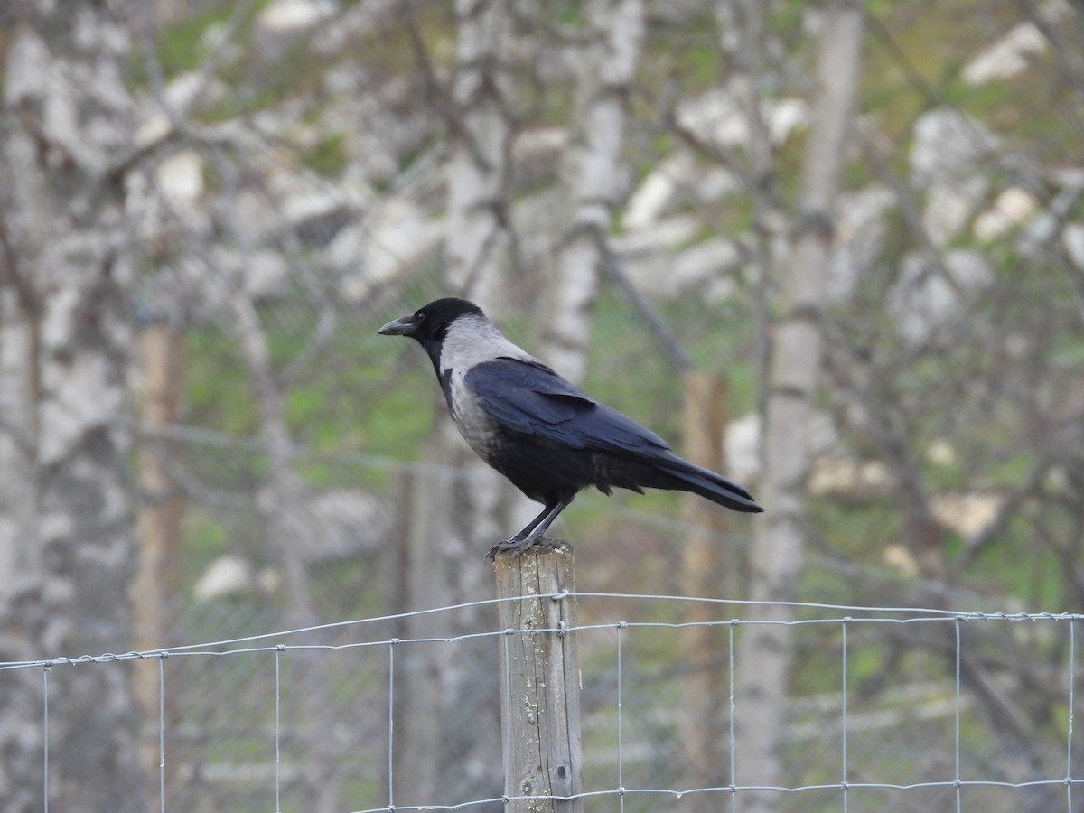 Hooded Crow - ML617509217