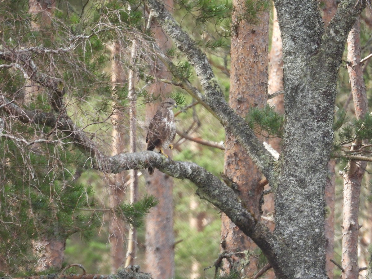 Common Buzzard - ML617509220