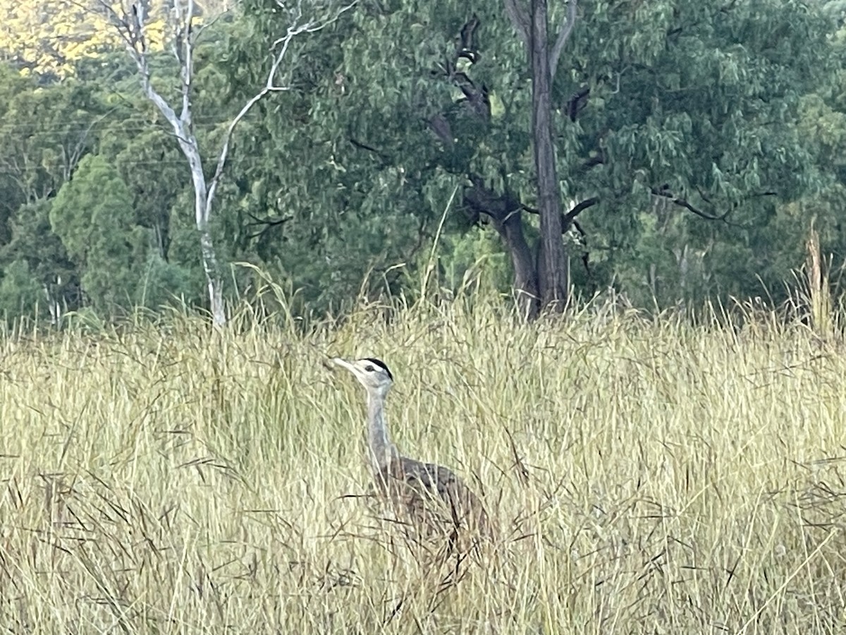 Australian Bustard - ML617509271