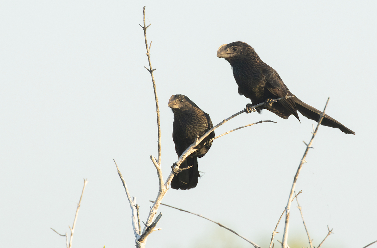 Smooth-billed Ani - ML617509299