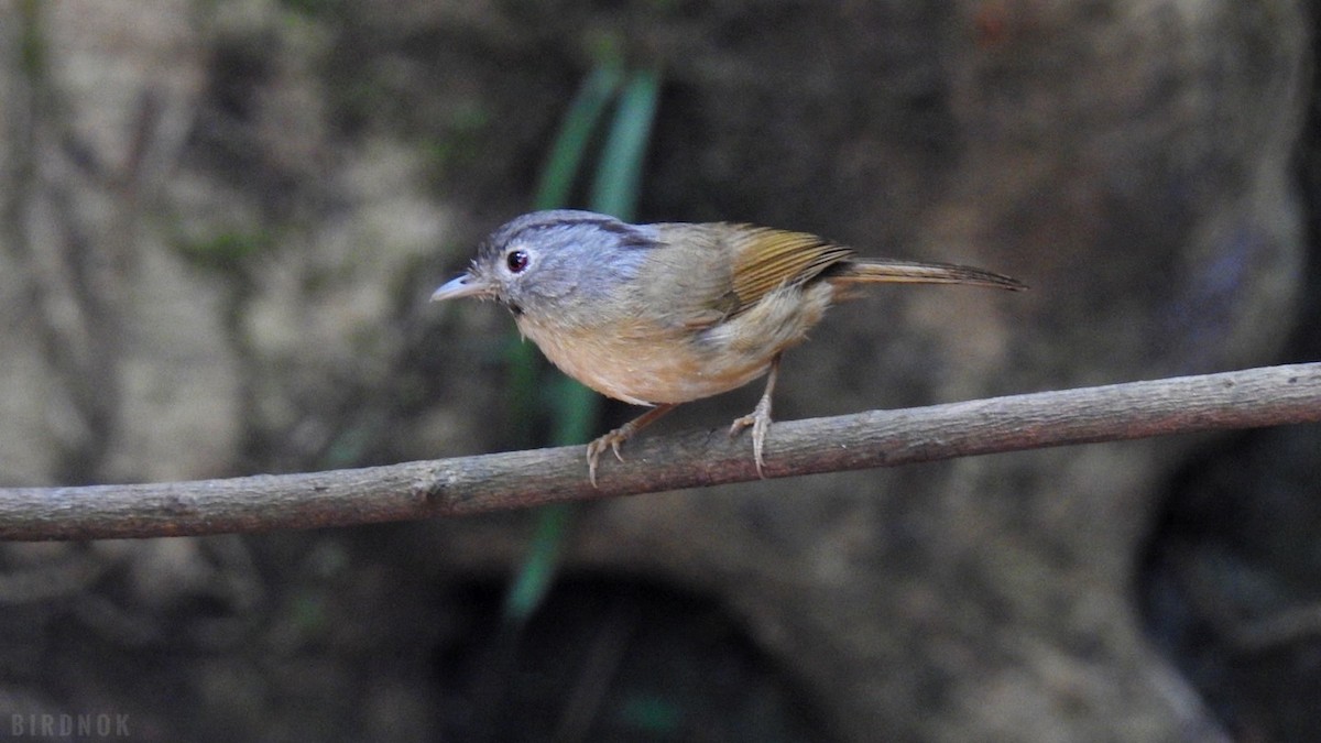 Yunnan Fulvetta - Rounnakorn Thientongtaworn