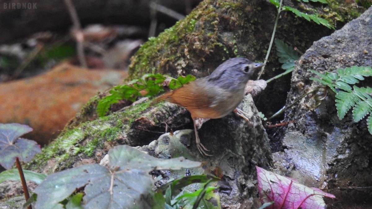 Yunnan Fulvetta - Rounnakorn Thientongtaworn