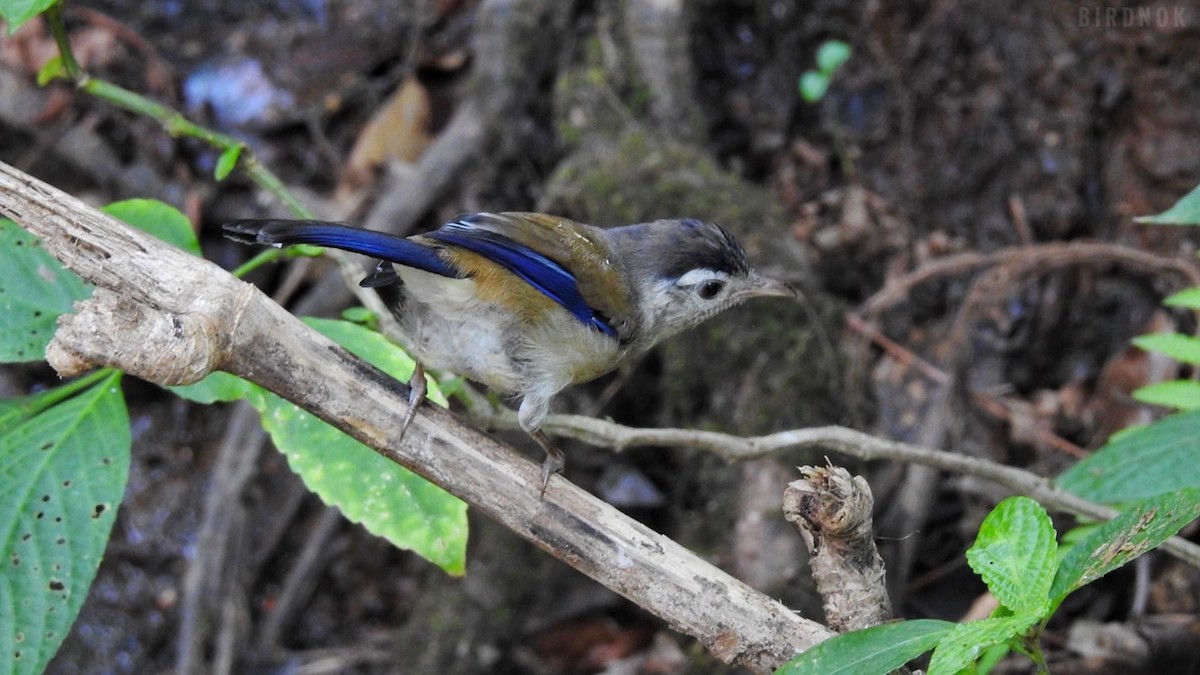 Blue-winged Minla - Rounnakorn Thientongtaworn