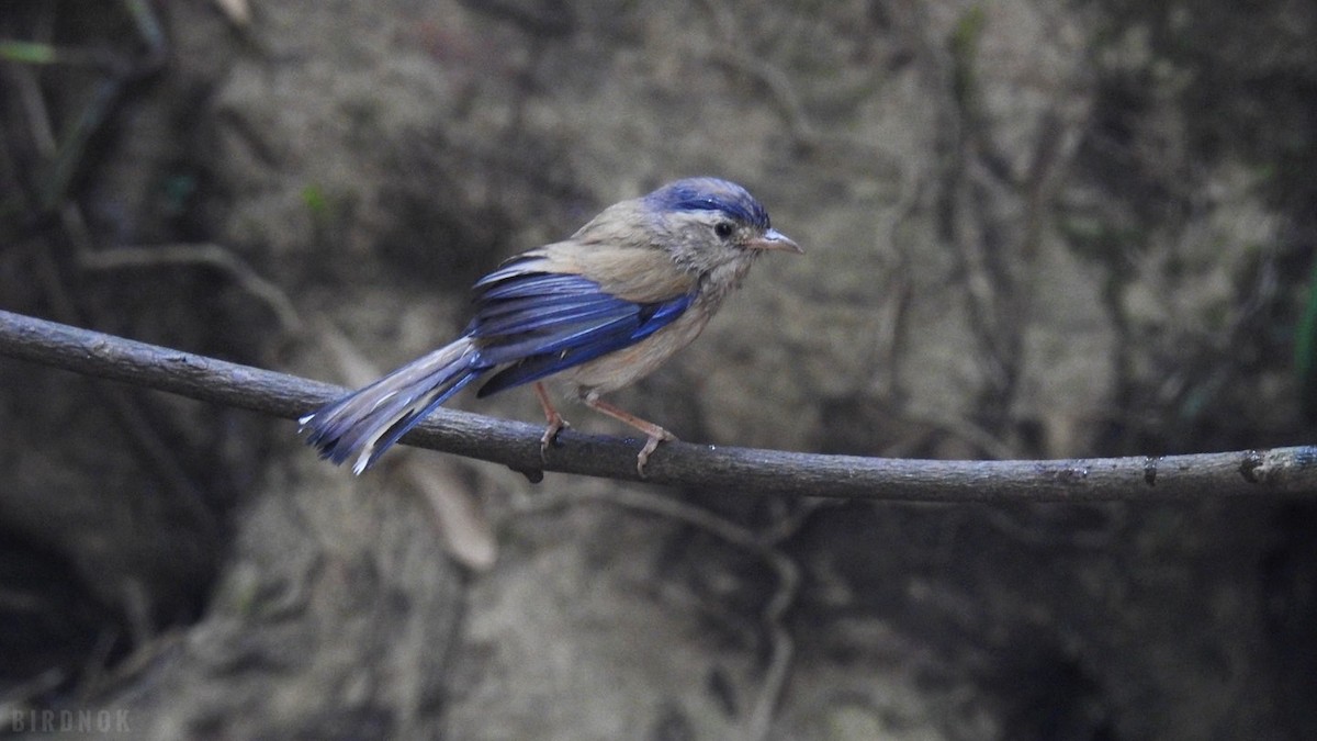 Actinodure à ailes bleues - ML617509319