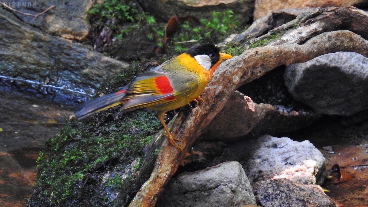 Silver-eared Mesia - ML617509325