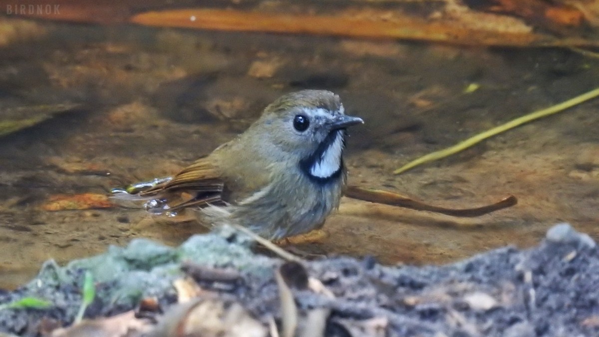 White-gorgeted Flycatcher - ML617509333