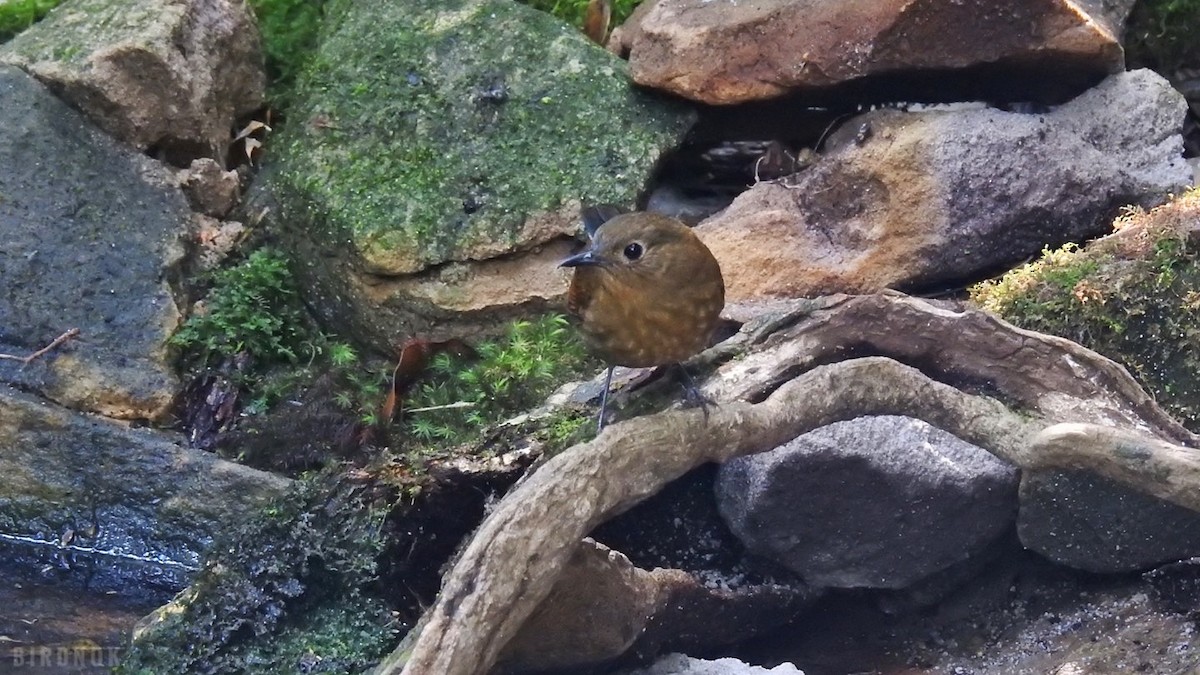 Lesser Shortwing - Rounnakorn Thientongtaworn