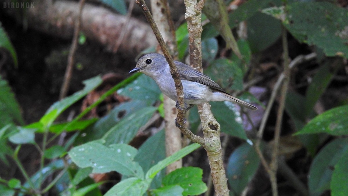 Little Pied Flycatcher - Rounnakorn Thientongtaworn
