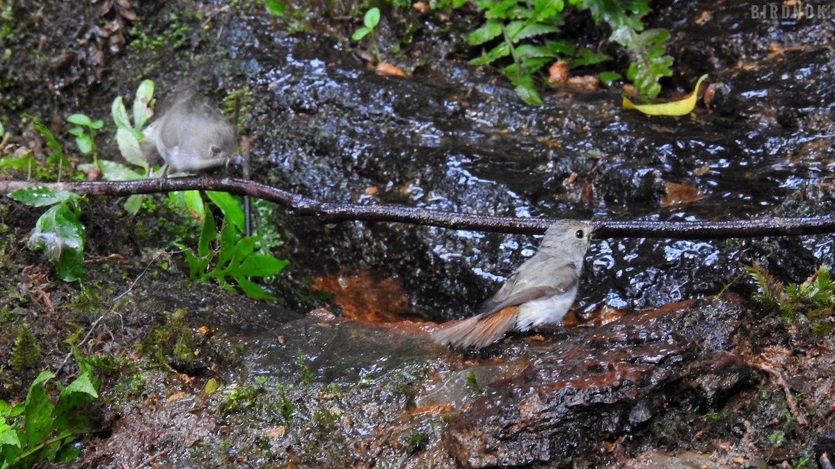 Little Pied Flycatcher - ML617509365