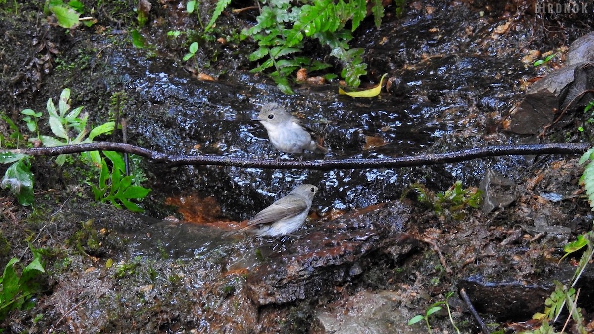Little Pied Flycatcher - Rounnakorn Thientongtaworn