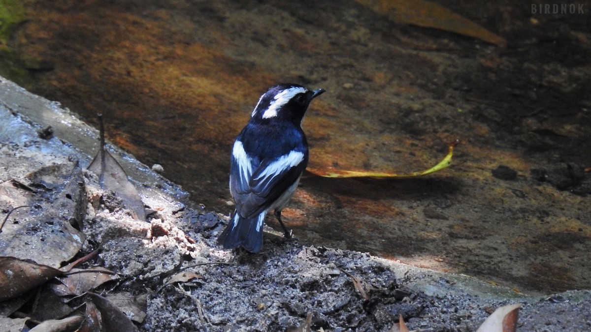 Little Pied Flycatcher - Rounnakorn Thientongtaworn