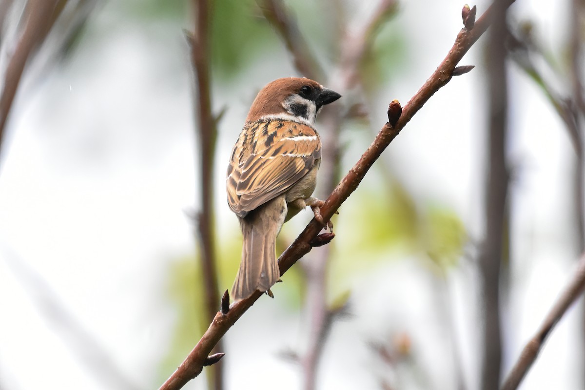 Eurasian Tree Sparrow - ML617509372