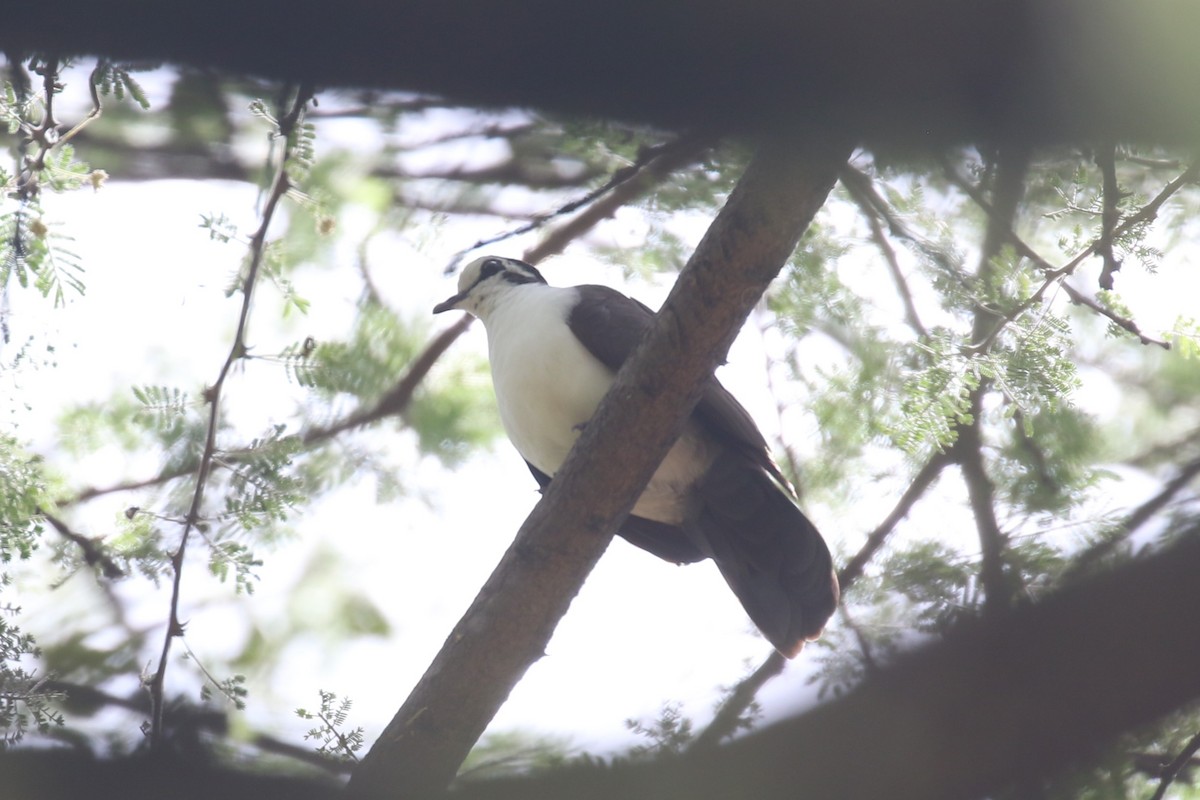 Palomita Tamborilera - ML617509384