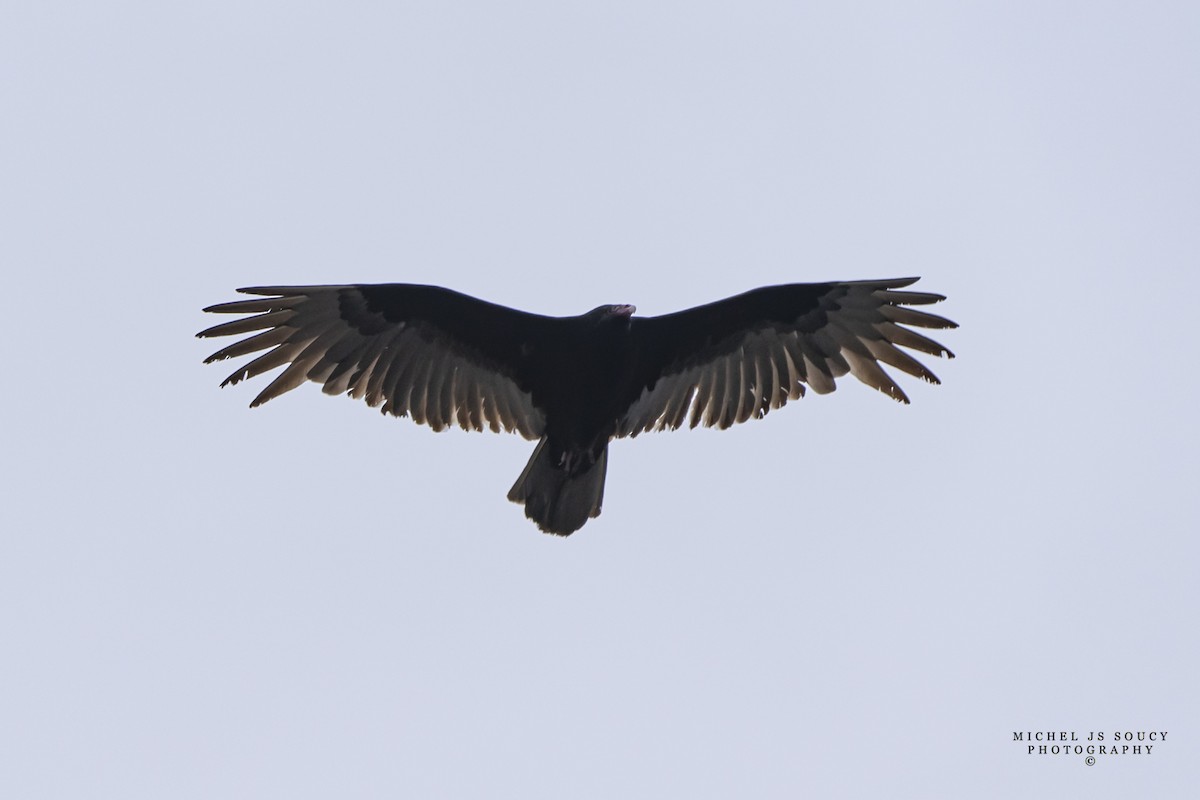 Turkey Vulture - ML617509398