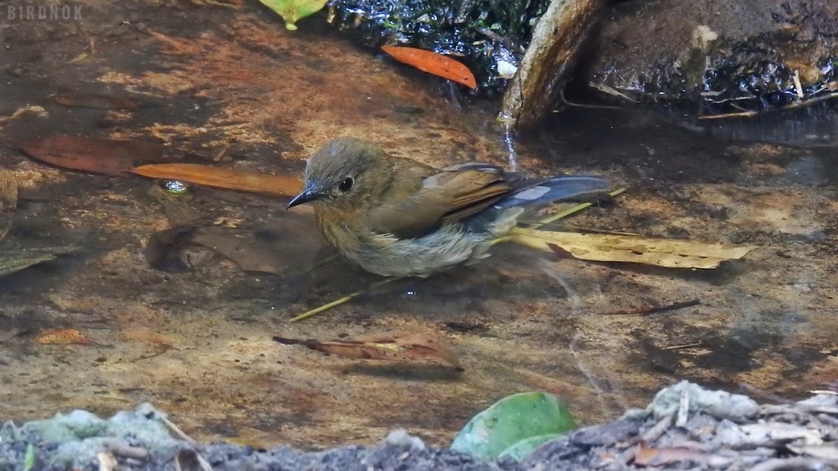 White-tailed Robin - Rounnakorn Thientongtaworn