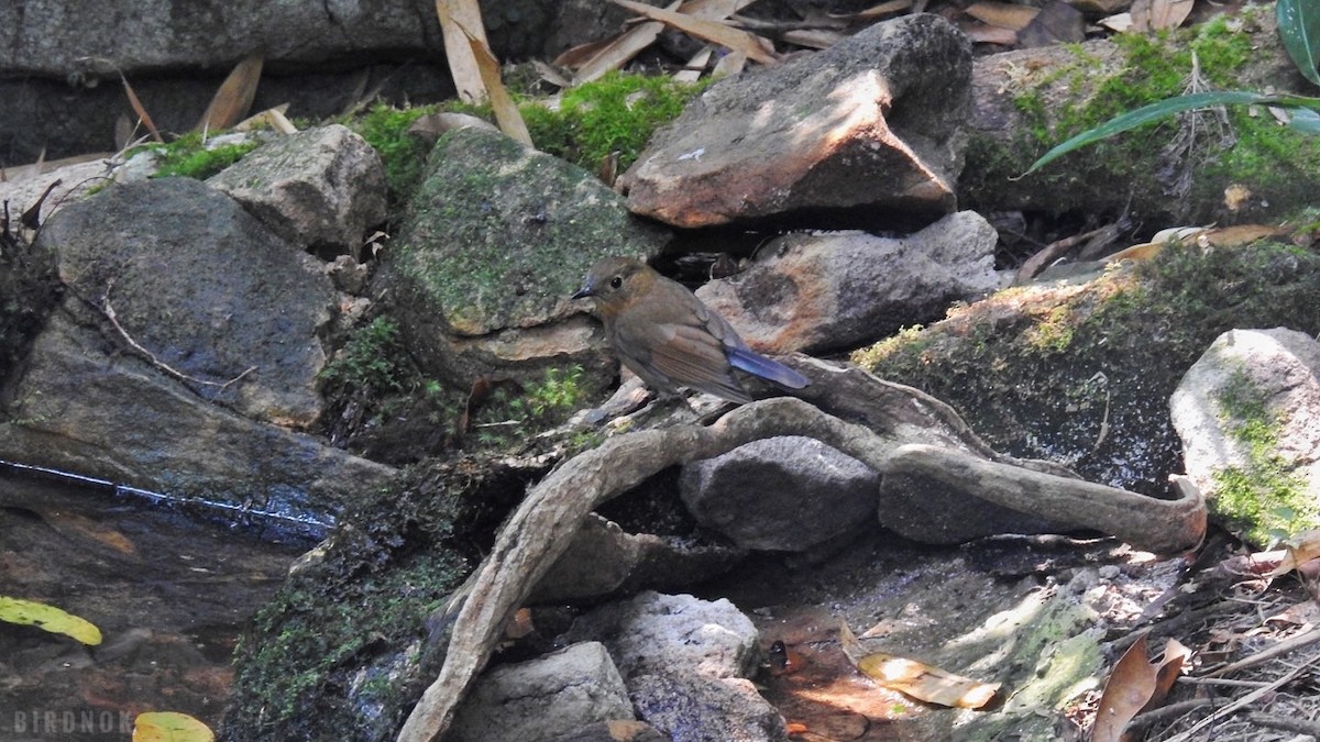 White-tailed Robin - Rounnakorn Thientongtaworn