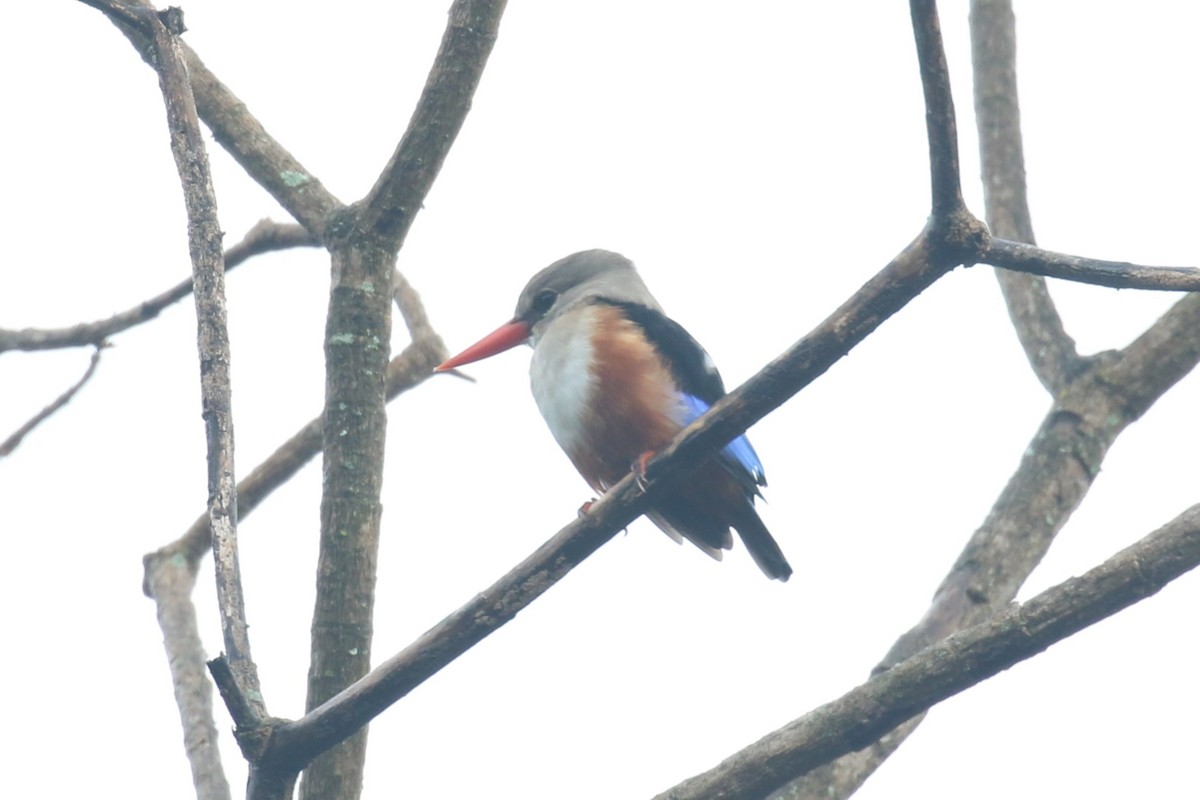 Gray-headed Kingfisher - Fikret Ataşalan