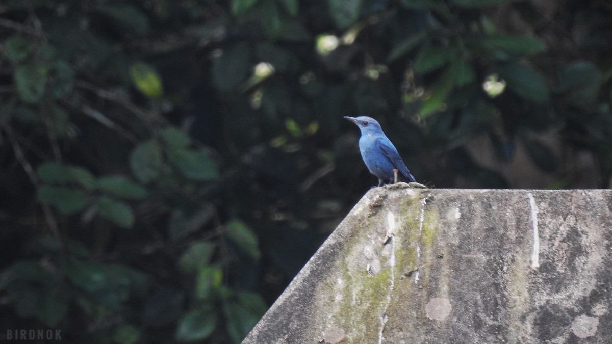 Blue Rock-Thrush - ML617509423