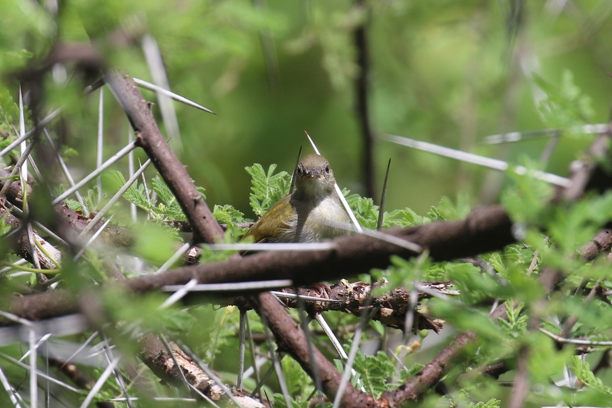 Green-backed Camaroptera - ML617509448