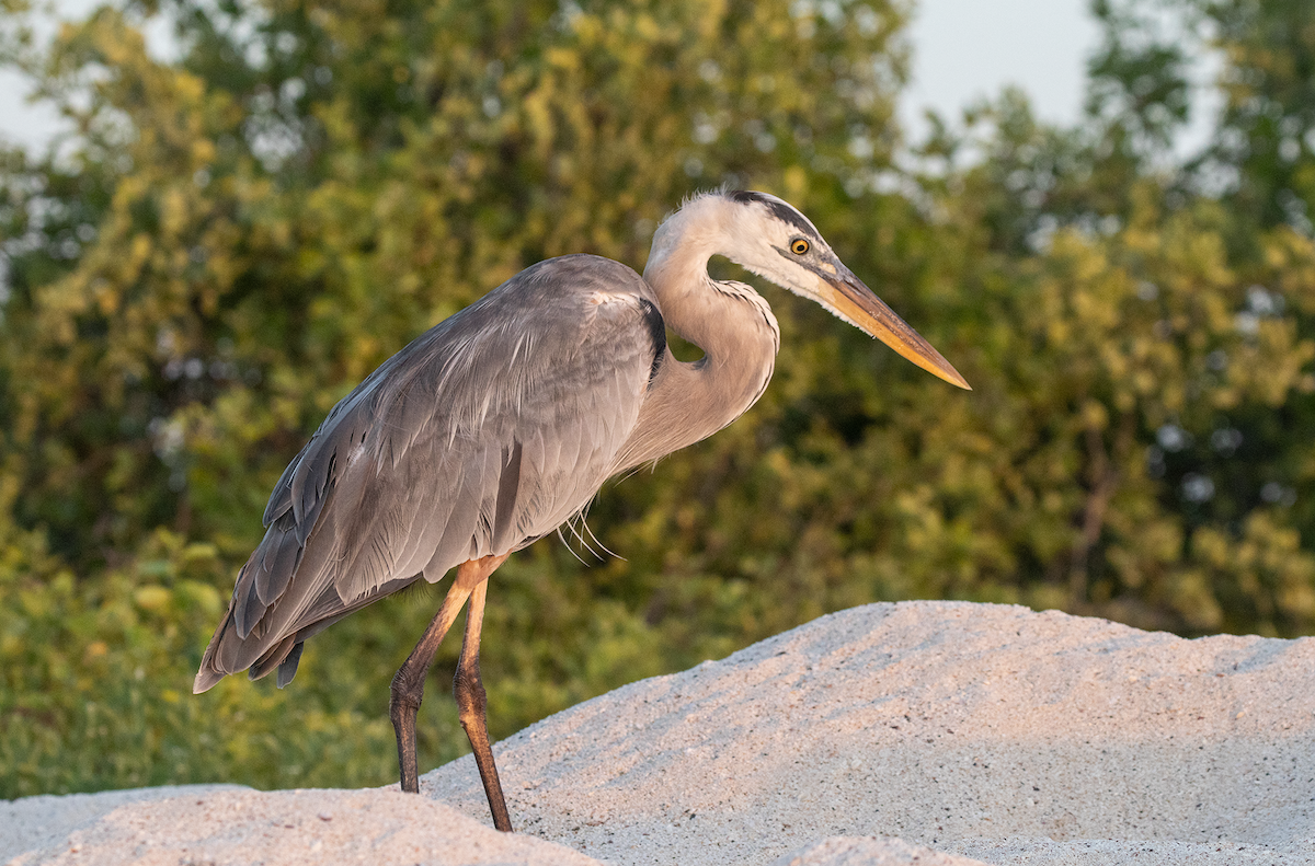 Great Blue Heron - ML617509459