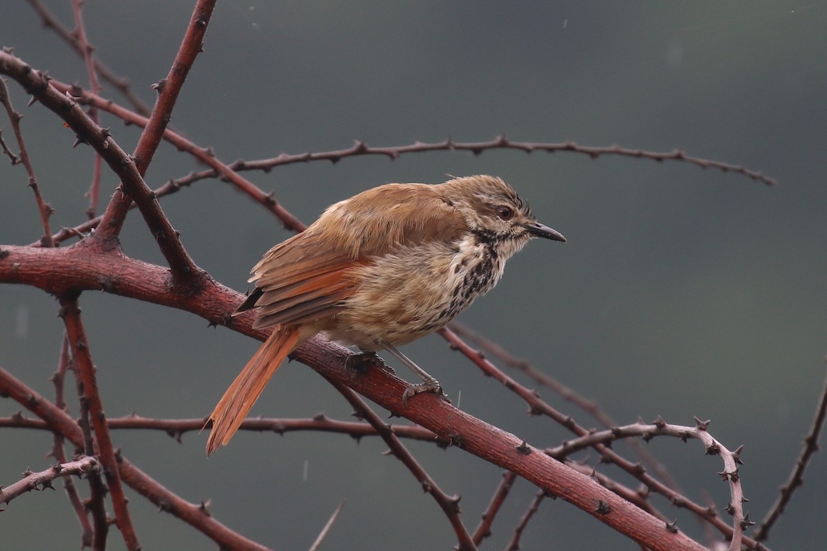 Spotted Morning-Thrush - Fikret Ataşalan