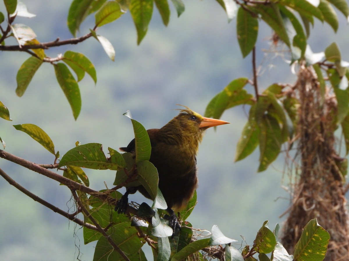 Russet-backed Oropendola - Francisco Contreras @francontreras.80