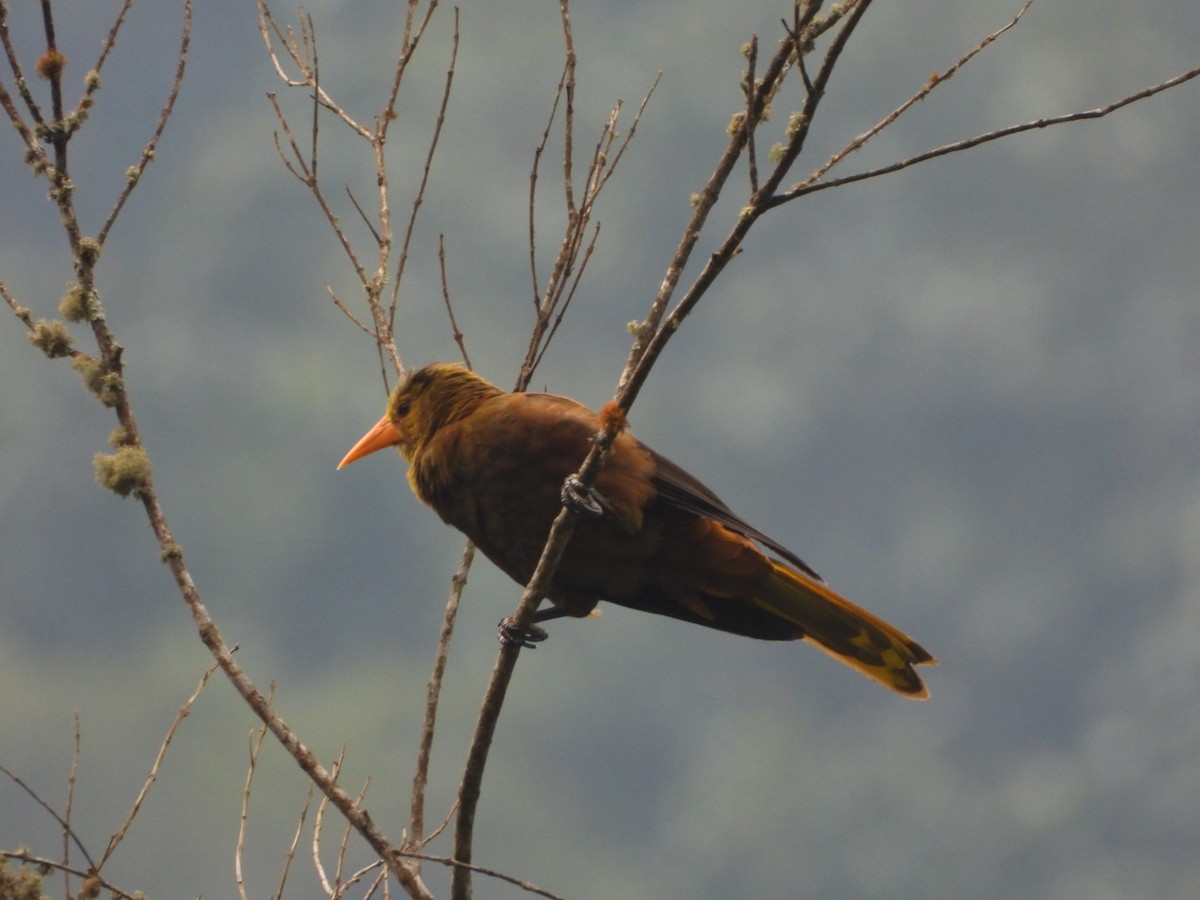 Russet-backed Oropendola - Francisco Contreras @francontreras.80