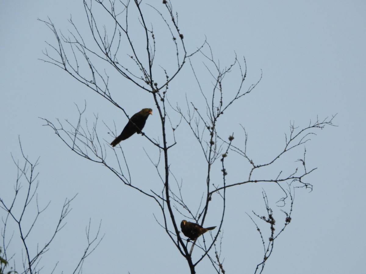 Russet-backed Oropendola - Francisco Contreras @francontreras.80