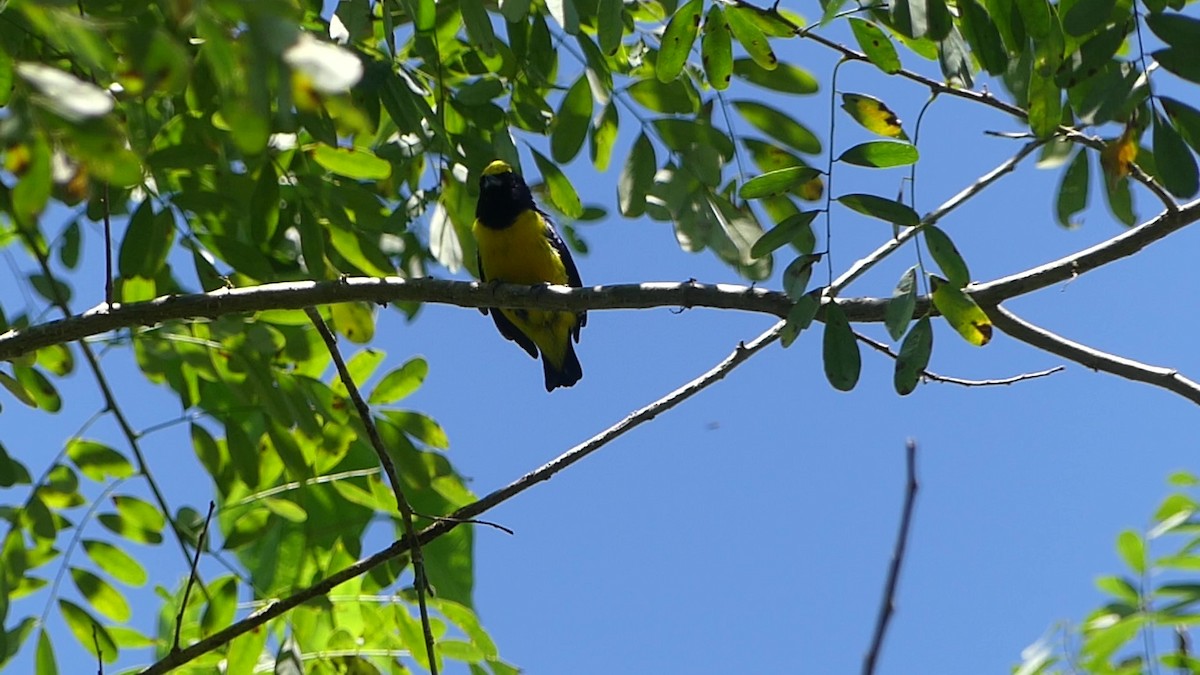 Spot-crowned Euphonia - Terry van Niekerk