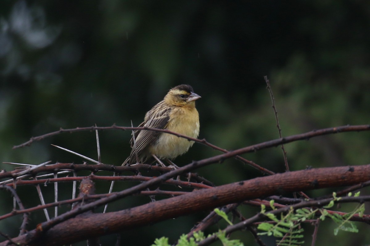 Black Bishop - ML617509502