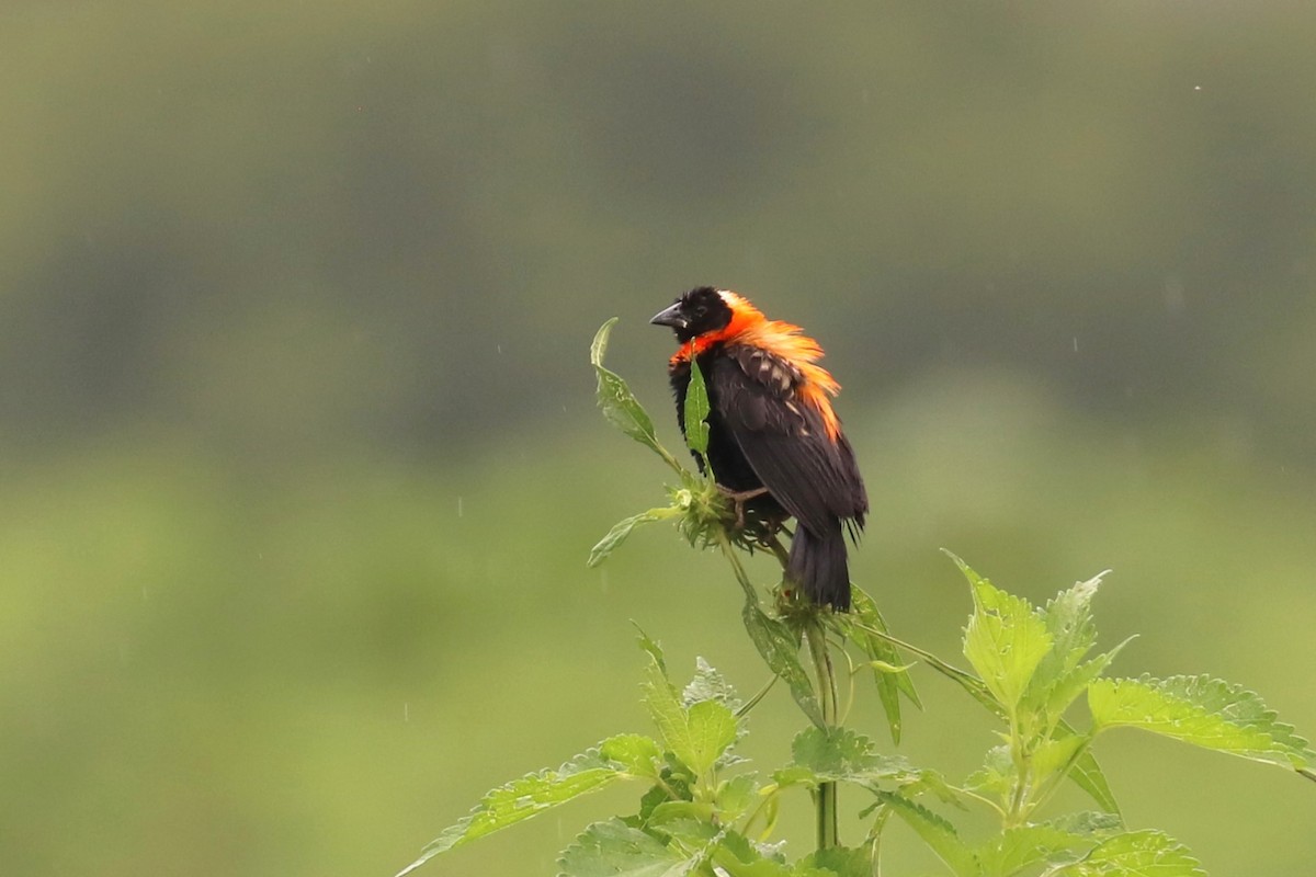 Black Bishop - ML617509503