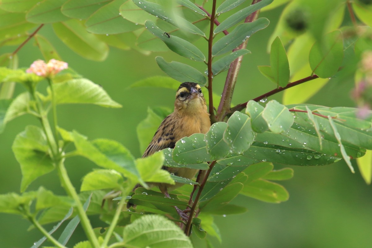 Black Bishop - ML617509504