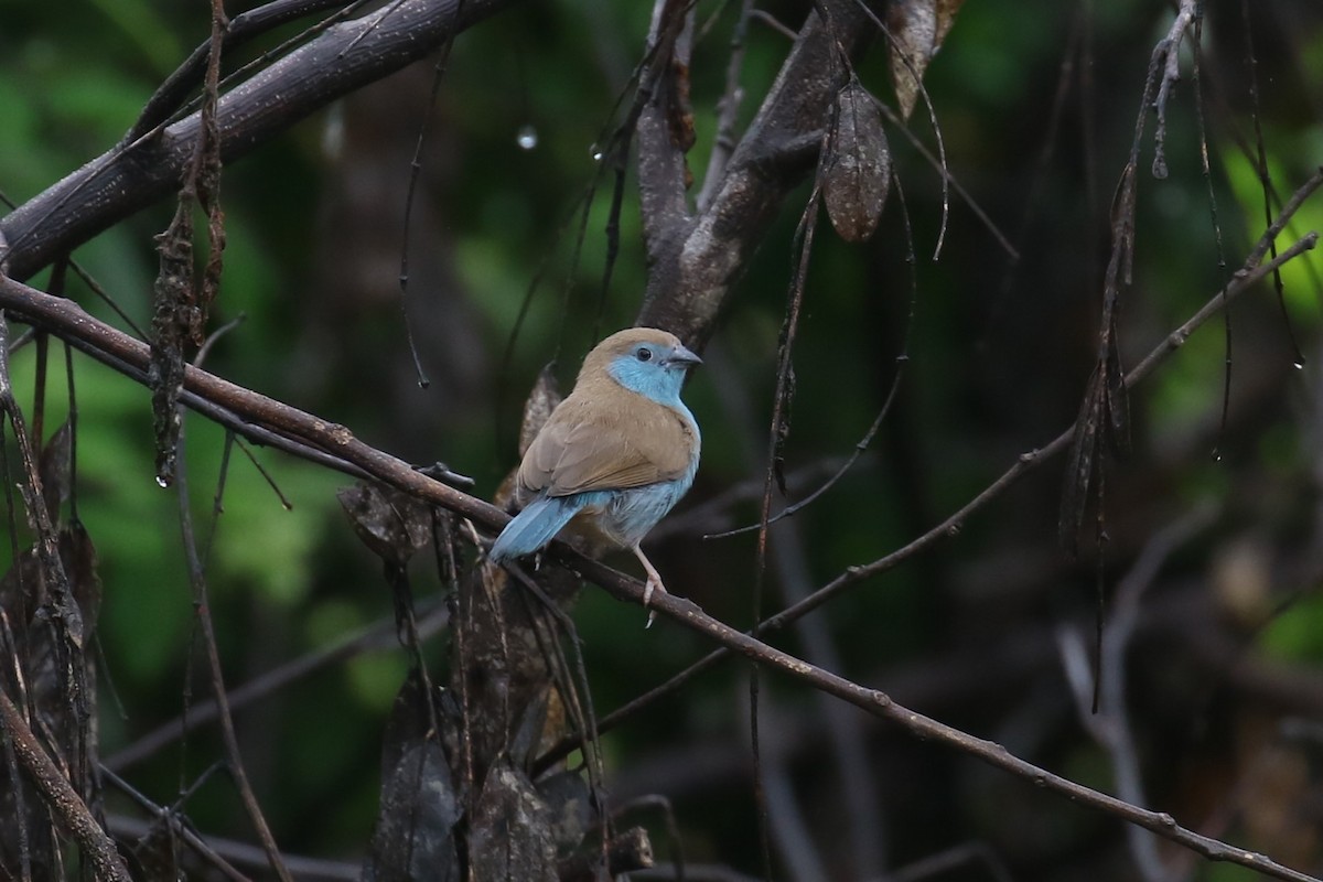 Southern Cordonbleu - Fikret Ataşalan